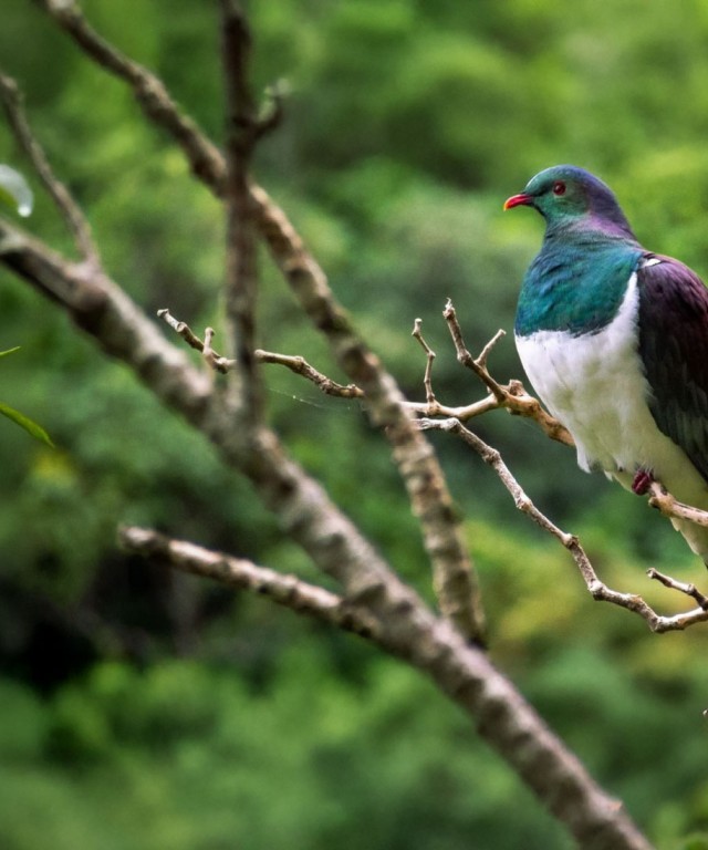 kereru